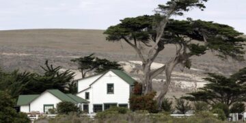 Santa Rosa Island fire burns through rare Torrey pine grove. But there’s hope for the endangered tree