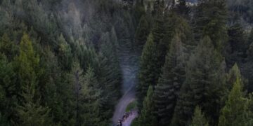After exile, California tribes could help run their ancestral redwoods again