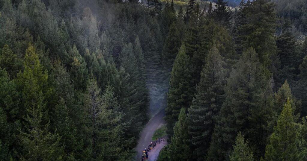 After exile, California tribes could help run their ancestral redwoods again