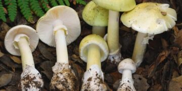 Three poisoned by mushrooms foraged in California wine country amid ‘unprecedented’ outbreak