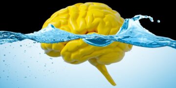 Dirty mind? Study suggests gut movement may flush excess material from our brains