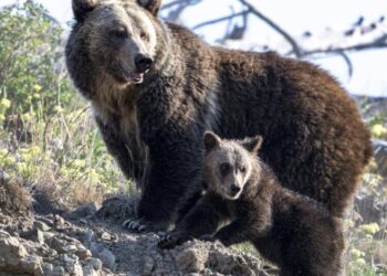 Two hikers in Yellowstone seriously injured in bear attack