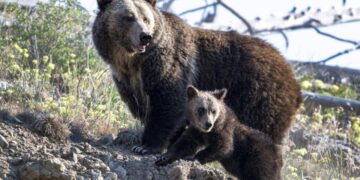 Two hikers in Yellowstone seriously injured in bear attack