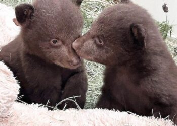 Orphaned Monrovia bear cubs on path back to wild after state euthanized their mom