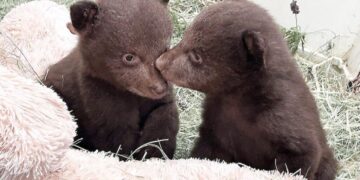 Orphaned Monrovia bear cubs on path back to wild after state euthanized their mom