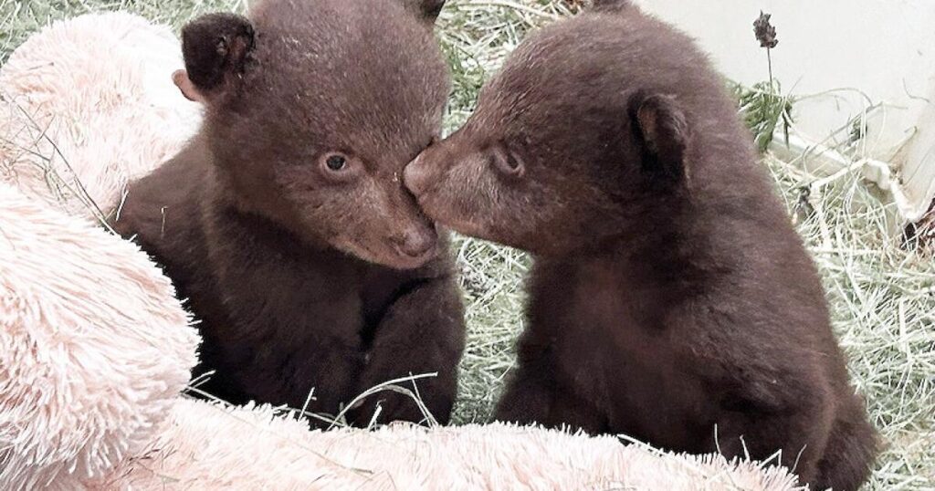 Orphaned Monrovia bear cubs on path back to wild after state euthanized their mom