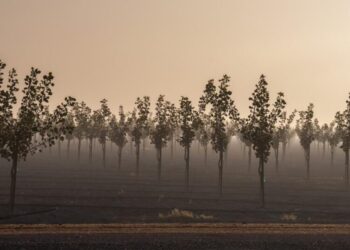For the first time, California growers have to say how much groundwater they’re taking