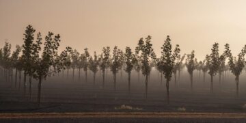 For the first time, California growers have to say how much groundwater they’re taking