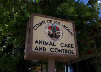 Financial strain puts SoCal humane rescue sanctuaries on the brink, animals at risk