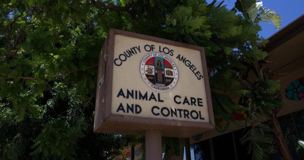 Financial strain puts SoCal humane rescue sanctuaries on the brink, animals at risk