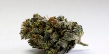 It’s OK to pack medical marijuana on a flight … sometimes. What you need to know