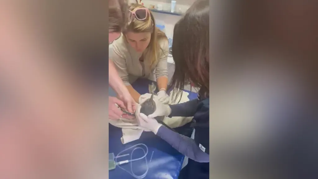 Wildlife rescuers saving an African penguin by providing it with electrolytes.