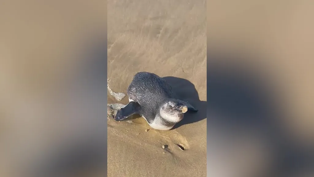 An African penguin lying on its side in the sand with its beak buried.