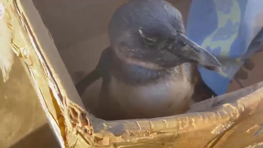 Critically endangered African penguin in a box after being rescued from a beach.