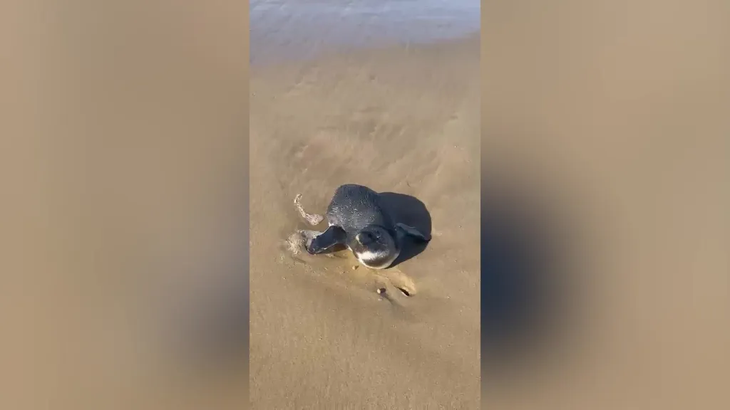 An African penguin lying face down on a beach in South Africa.