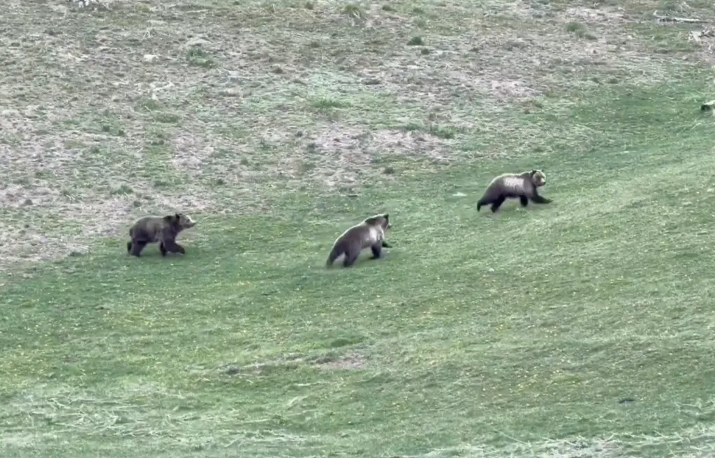 A grizzly bear and her two cubs running across a grassy field.