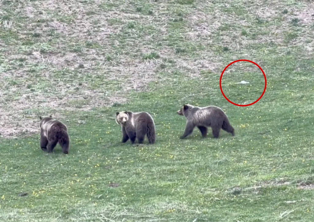 Three grizzly bears on a grassy field, with a drone highlighted by a red circle in the upper right.