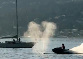 Watercraft Slams Into Gray Whale Near Vancouver, Injuring Driver