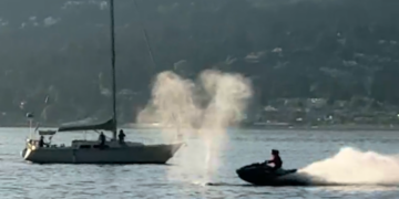Watercraft Slams Into Gray Whale Near Vancouver, Injuring Driver