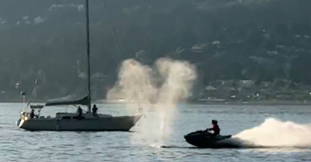 Watercraft Slams Into Gray Whale Near Vancouver, Injuring Driver