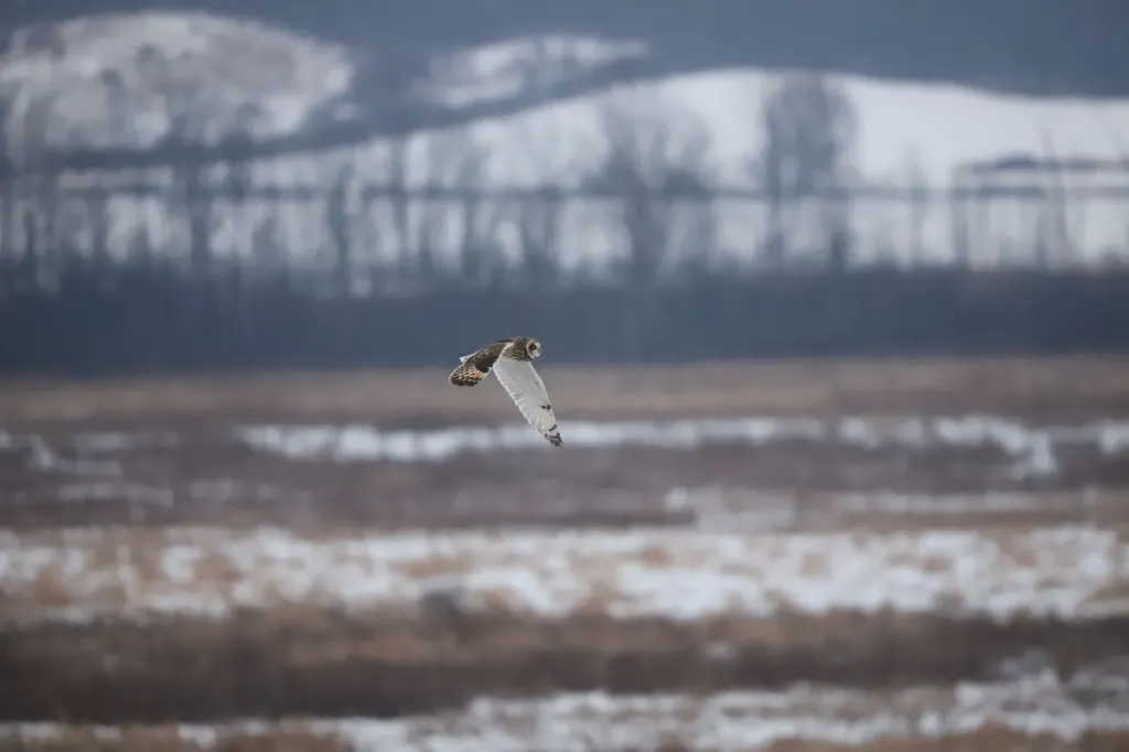 A short-eared owl in flight over a partially snow-covered field at the Fort Edward Wildlife Management Area.
