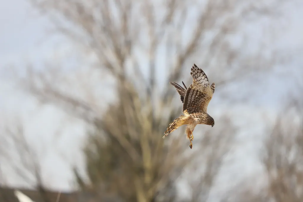 A brown and white hawk with outstretched wings and talons descends.