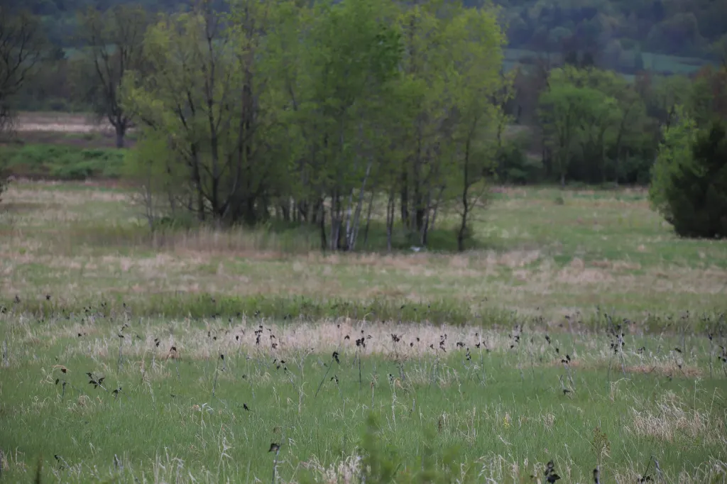Flock of birds in a grassy field with trees in the background.