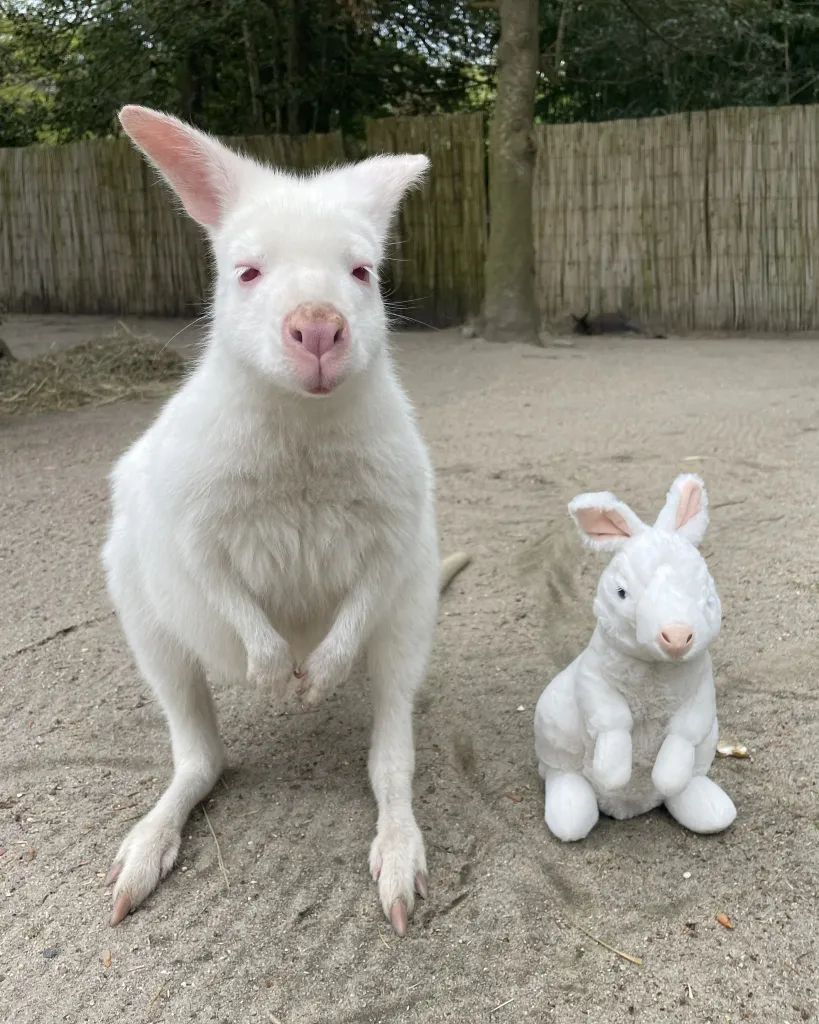 An albino wallaby standing next to a white wallaby stuffed animal.