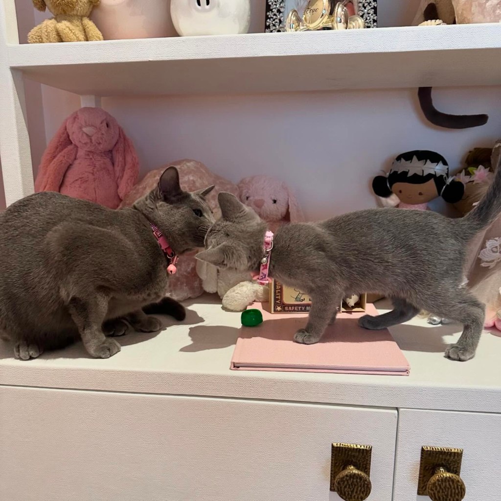 Two gray cats with pink collars nose to nose on a white shelf with stuffed animals.