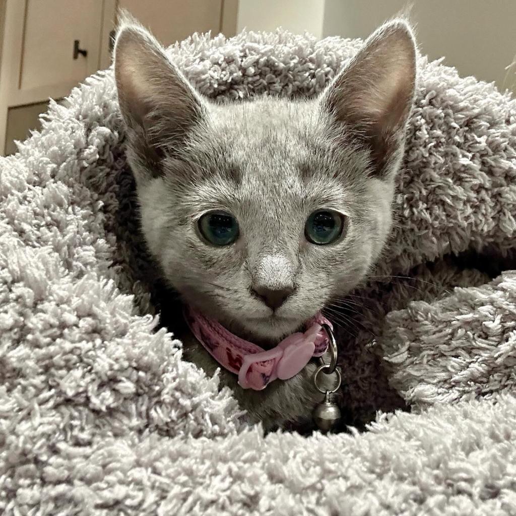 Khloe Kardashian's cat, Baby Kitty, wearing a pink collar with a bell.