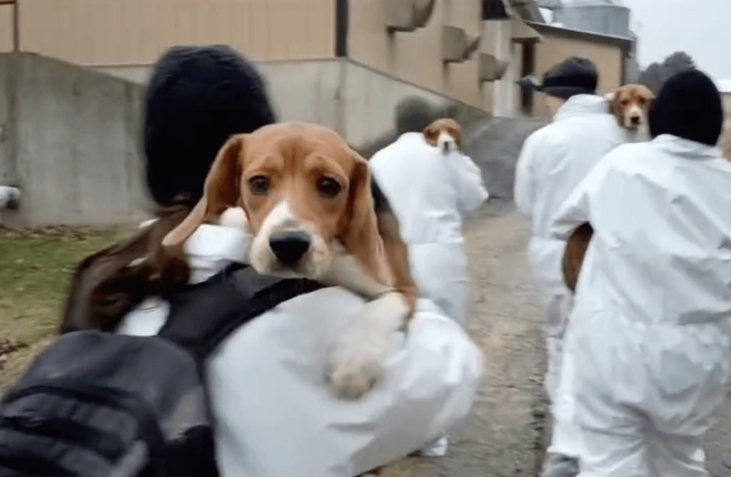 A beagle being rescued from Ridglan Farms.
