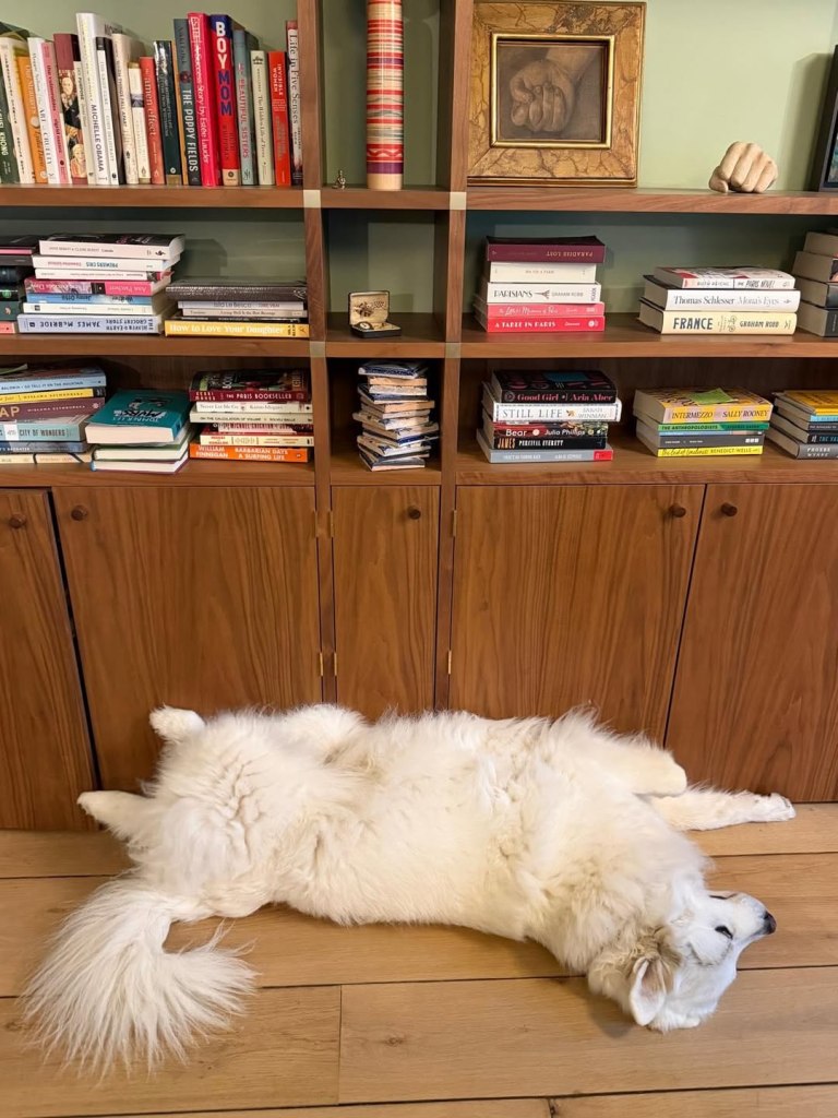 A large white dog lying on its back on a wooden floor in front of a wooden bookshelf filled with books.