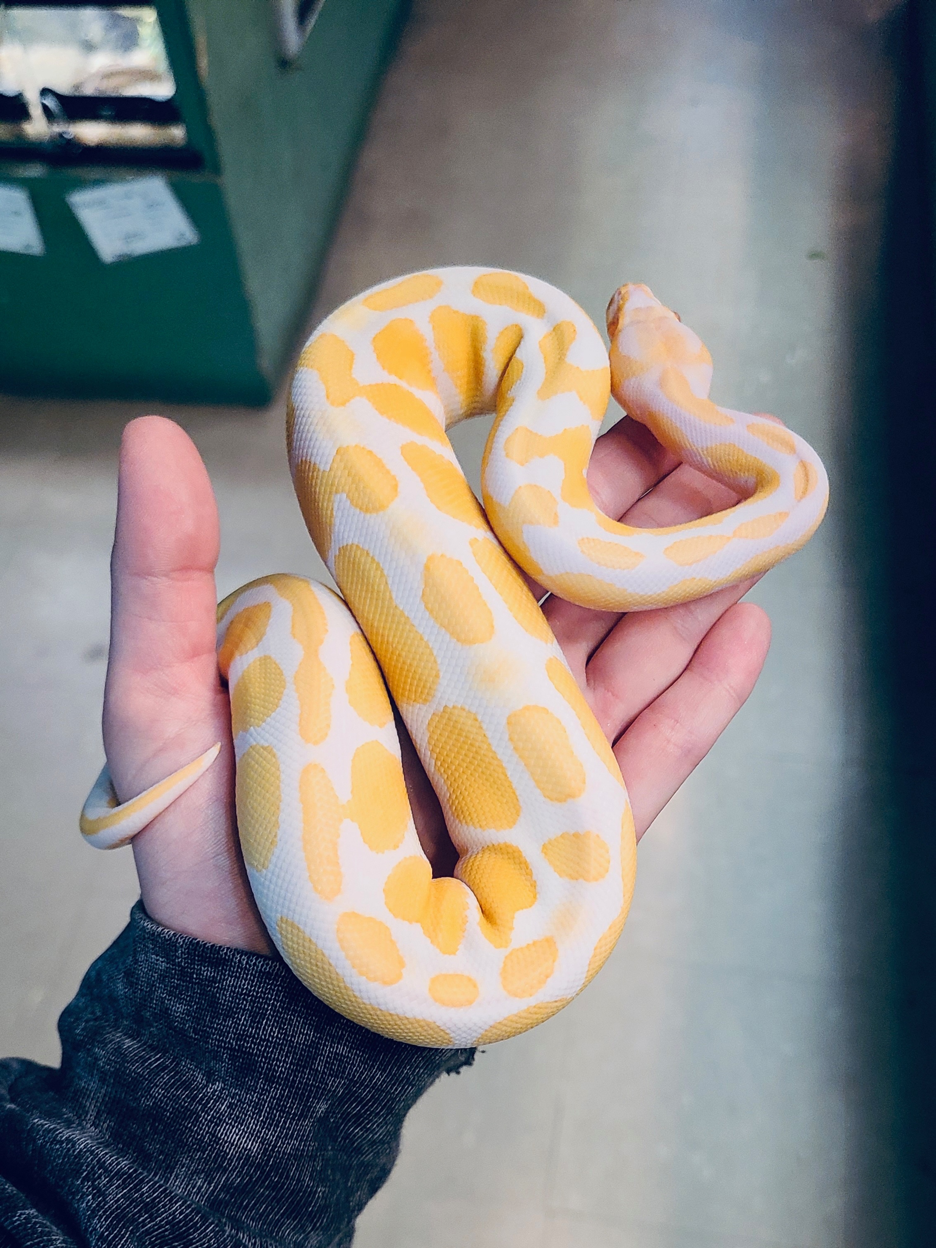 A yellow and white patterned snake coiled in a person's hand.
