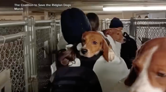 A person rescuing beagles from Ridglan Farms.