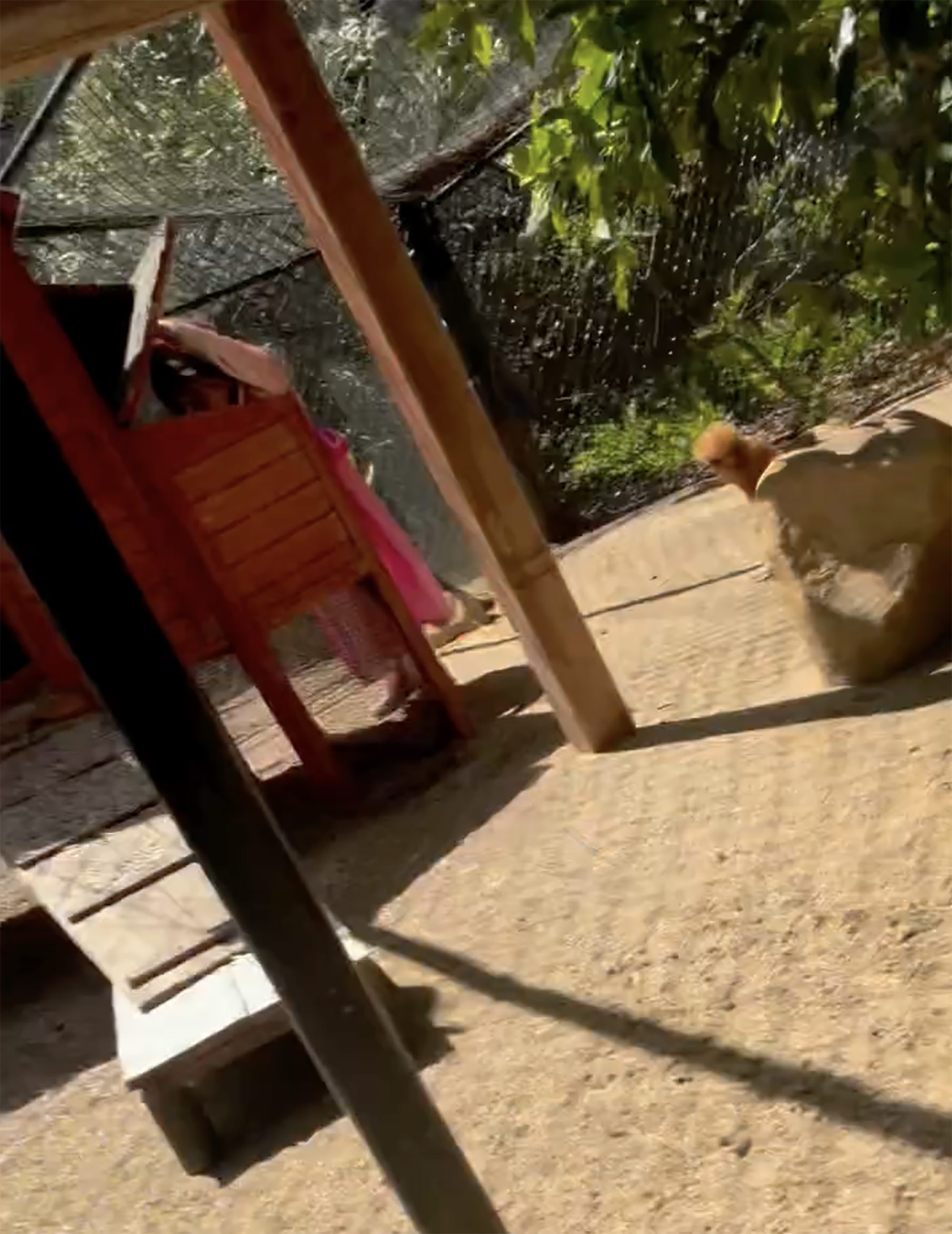 A person in pink interacts with a chicken coop, a brown chicken walks on the ground nearby.