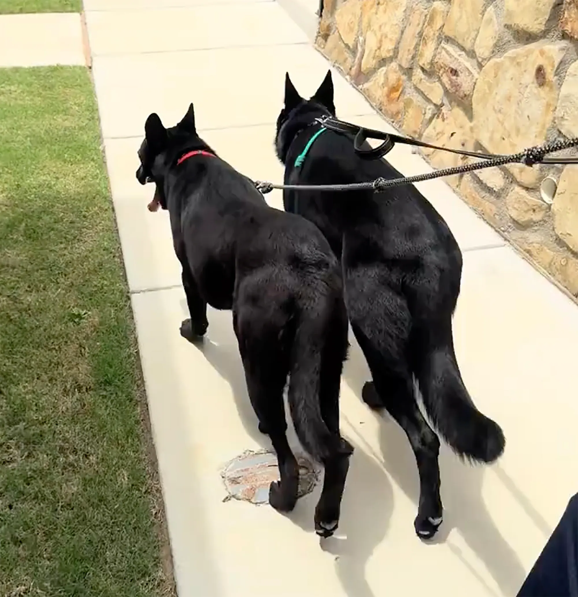 Two black dogs being walked on leashes.