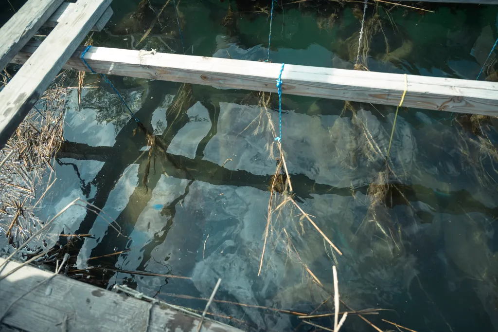 Young oysters growing inside barrels below the surface of Mattituck Inlet.