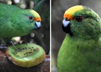 This Pair of Parakeets Are Saving Their Species One Chick at a Time