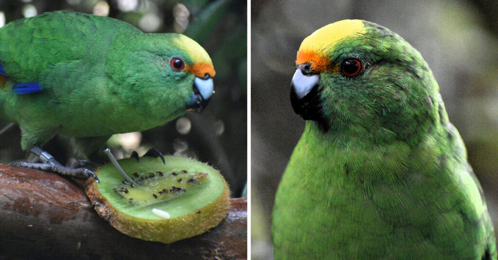 This Pair of Parakeets Are Saving Their Species One Chick at a Time