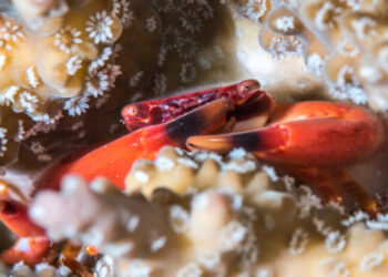 There’s a Bit of Good News for Coral Reefs