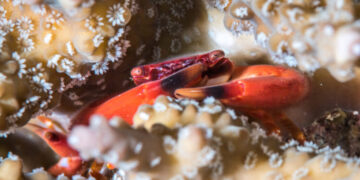 There’s a Bit of Good News for Coral Reefs
