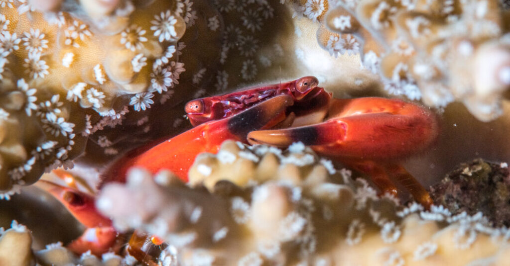 There’s a Bit of Good News for Coral Reefs