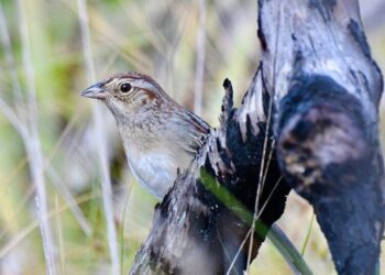 How a Bird’s Habitat Can Change Its Song