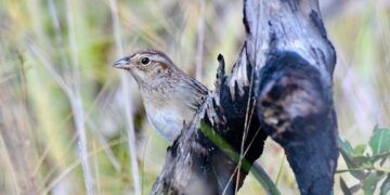 How a Bird’s Habitat Can Change Its Song
