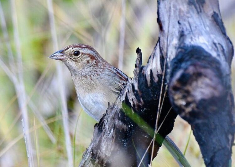 How a Bird’s Habitat Can Change Its Song