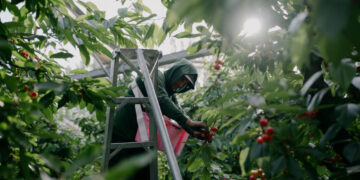 America’s Farms Depend More Than Ever on a Troubled Visa Program