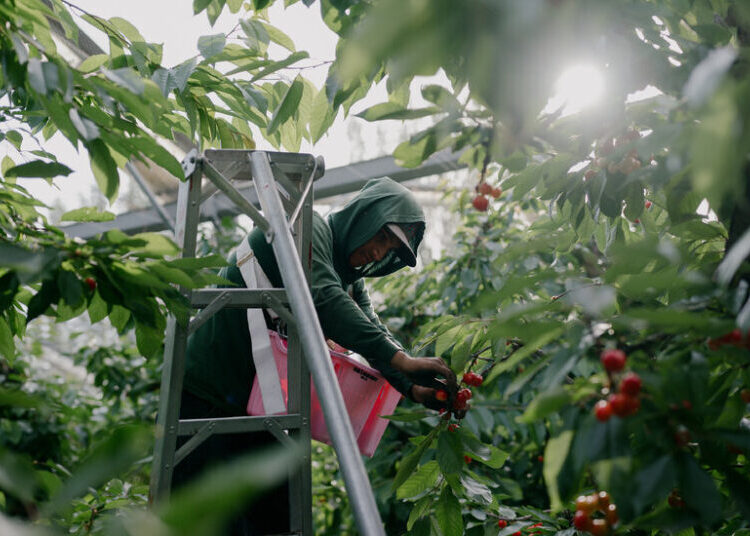 America’s Farms Depend More Than Ever on a Troubled Visa Program