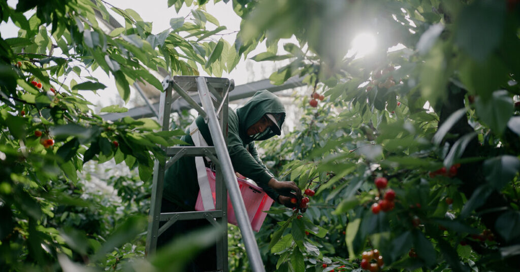 America’s Farms Depend More Than Ever on a Troubled Visa Program