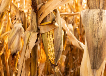 War Hangs Over American Farmers as Fertilizer Prices Rise