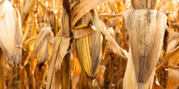 War Hangs Over American Farmers as Fertilizer Prices Rise